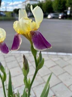 Piante & sementi: Iris und Campanula im Tontopf  – Nuovo (secondo la descrizione) da Frauenfeld venduto da Irene.Schuppli 2