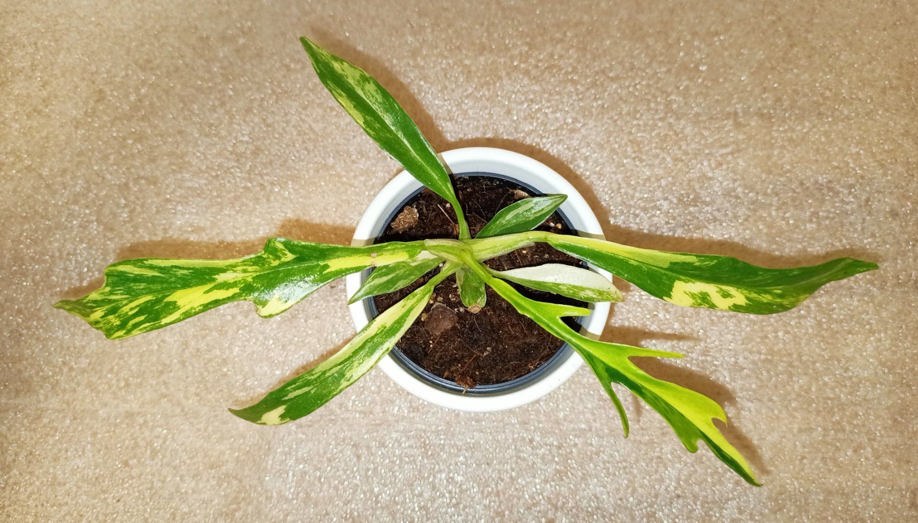 Piante & sementi: Philodendron Tortum Variegata – Nuovo (secondo la descrizione) da schöftland venduto da UniquePlants
