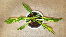 Philodendron Tortum Variegata