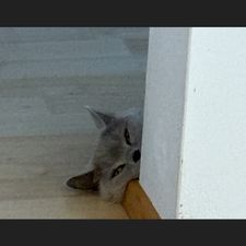 Profile image of tschanaaa
