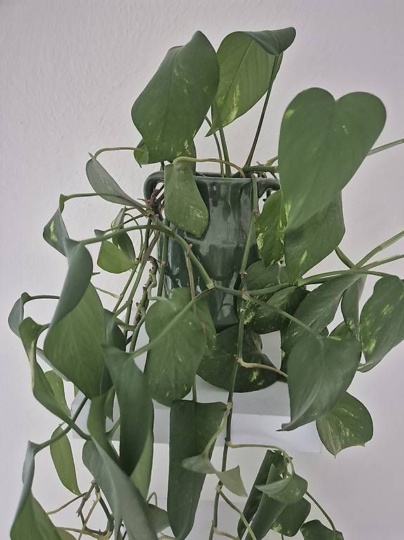 Piante & sementi: Hängepflanze in Ton Vase – Usato da Basel venduto da jul_hr8h 2