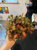 Joli fittonia plante d’intérieur rose rouge
