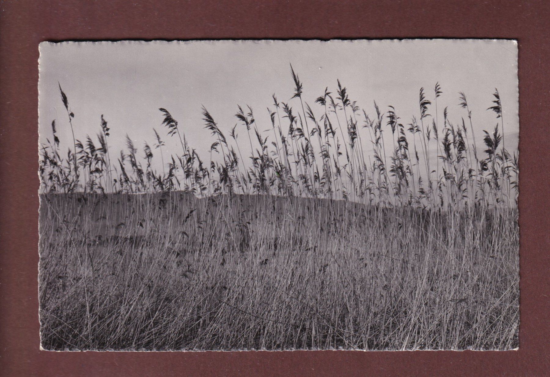 Cartoline postali: ESTAVAYER - Les Roseaux – Usato da Pully venduto da nicecards-shop
