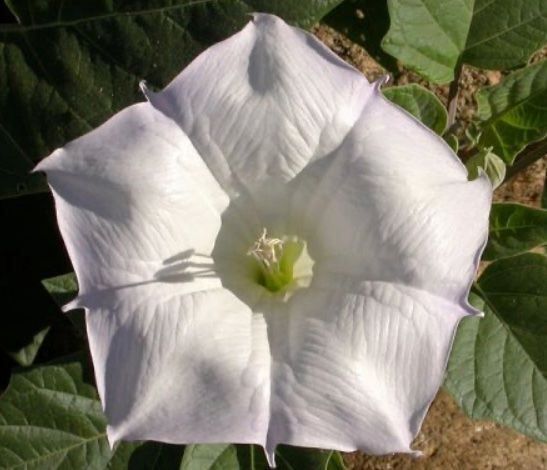Pflanzen & Samen: LETZTE 15 SAMEN GRAINES SEMI: DATURA STRAMONIUM – Neu und originalverpackt aus Rovio von POSITIFFARTandPLANTS 4