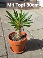 Madagaskar Palme im Tontopf