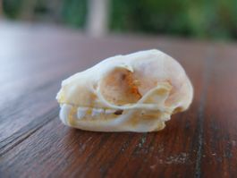 Schädel Präparate  Flughund Fledermaus