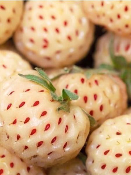 Piante & sementi: Fraise blanche Ananas   30x – Nuovo (secondo la descrizione) da Bremblens venduto da FIBONACCI369 2