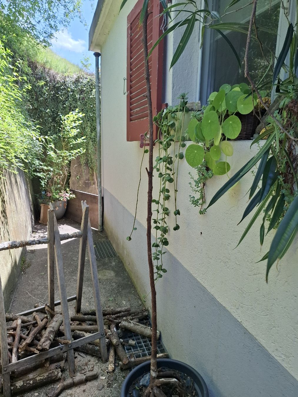 Pflanzen & Samen: Ficus Alii 2 m – Gebraucht aus Zeihen von P_B4 1