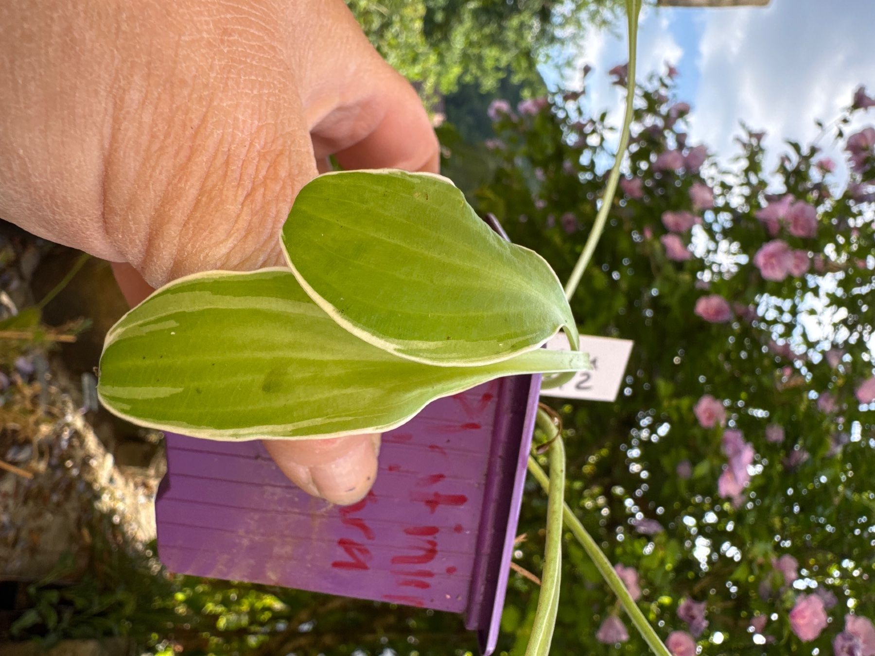 Piante & sementi: Hosta platinium tiara 2 – Usato da Lajoux JU venduto da Briard0 1