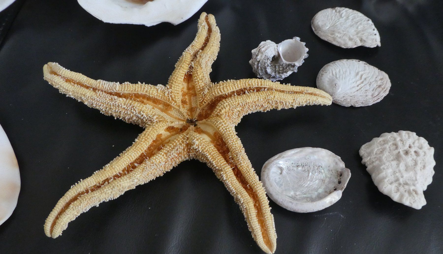 Tutte le decorazioni: Echte Muschelsammlung,  grosse Stücke! – Usato da Diessenhofen venduto da Hundeseele 4