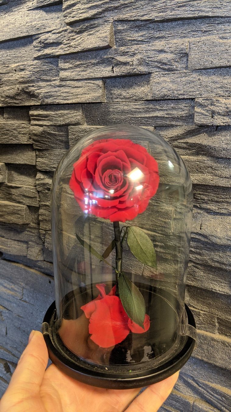 Tutte le decorazioni: Konservierte Rose in Glaskuppel – Nuovo (secondo la descrizione) da Rüti ZH venduto da kunstreich_8630 1