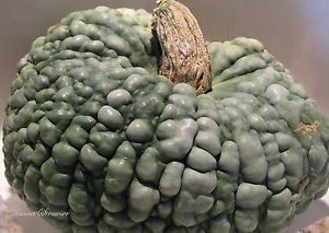 Piante & sementi: COURGE Marina di Chioggia  5g – Nuovo (secondo la descrizione) da Bremblens venduto da FIBONACCI369 3