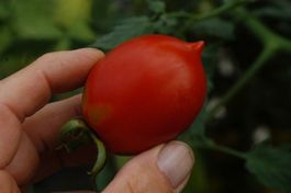 Piennolo del Vesuvio Tomaten Samen
