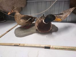 Präparierte Enten, Erpel und Ente auf Platte, Top!
