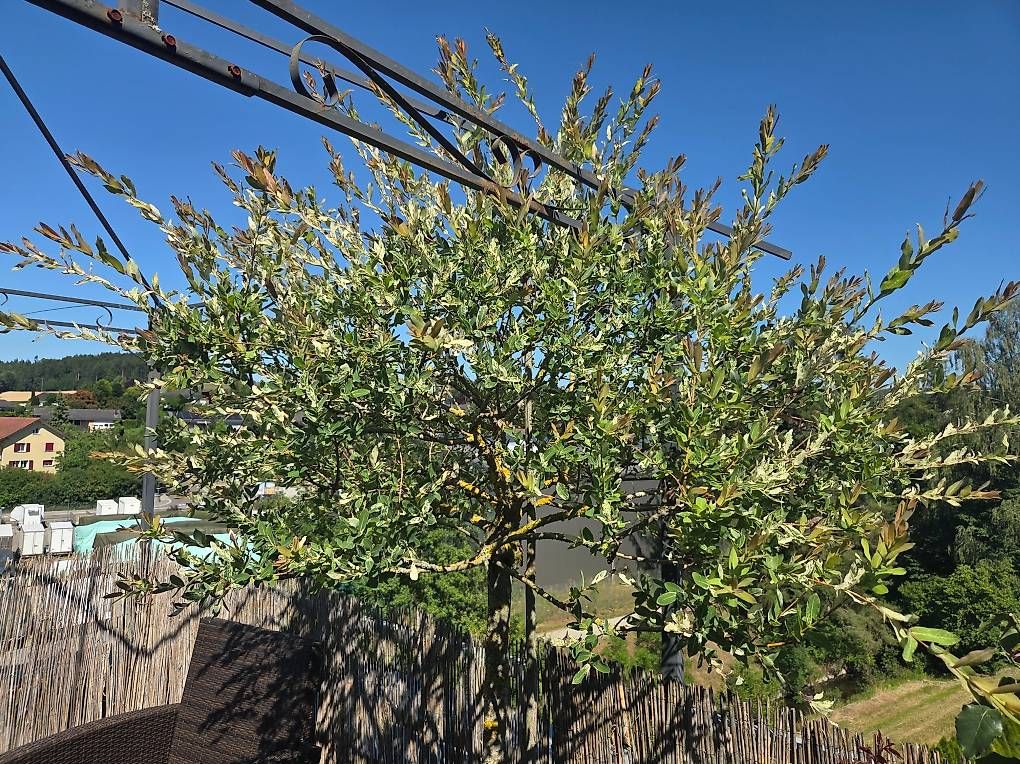 Plantes & graines: Salix gross / Baum Stamm – D'occasion à Höri par fab_w7p5 2