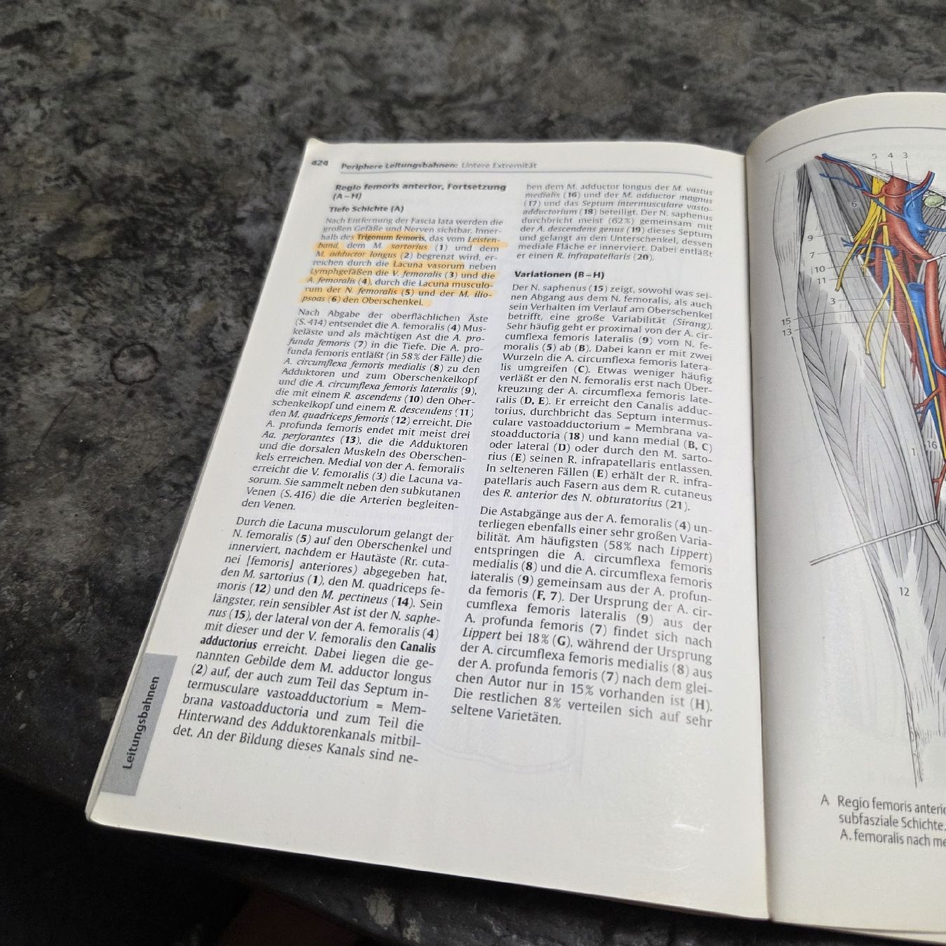 Libri: Taschenatlas der Anatomie – Usato da Meggen venduto da Ram_779z 3