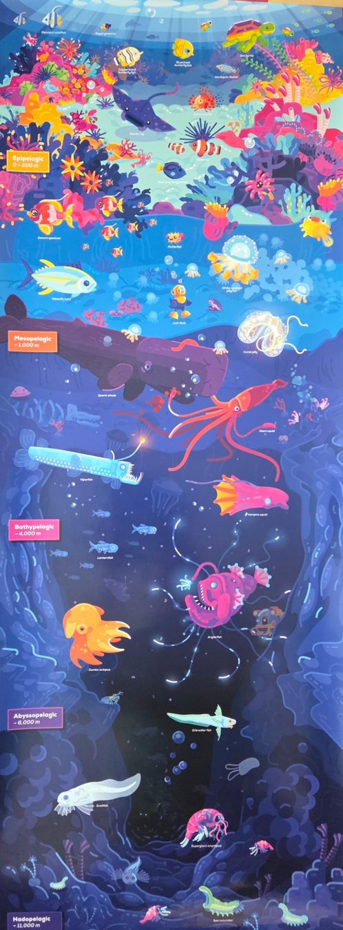 Foto & Immagini: Diverse Poster von "Kurzgesagt" – Nuovo (secondo la descrizione) da Worben venduto da Zbiki