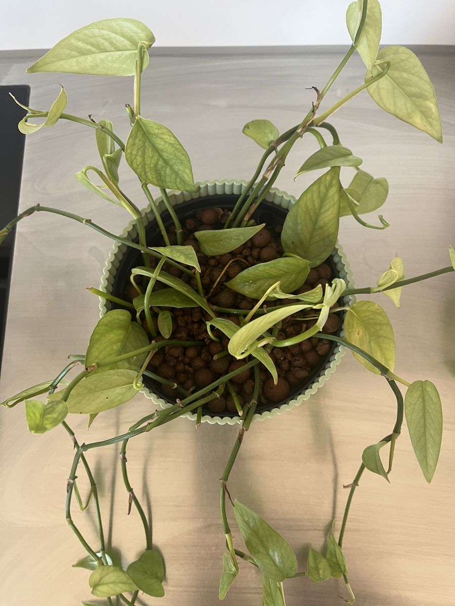 Pflanzen & Samen: Epipremnum Cebu Blue in LECA – Gebraucht aus Regensdorf von zon_fh62 1