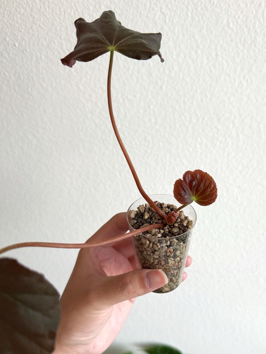 Plantes & graines: Begonia Pavonina – Neuf (Voir description) à Bern par Lucas_Ma 2