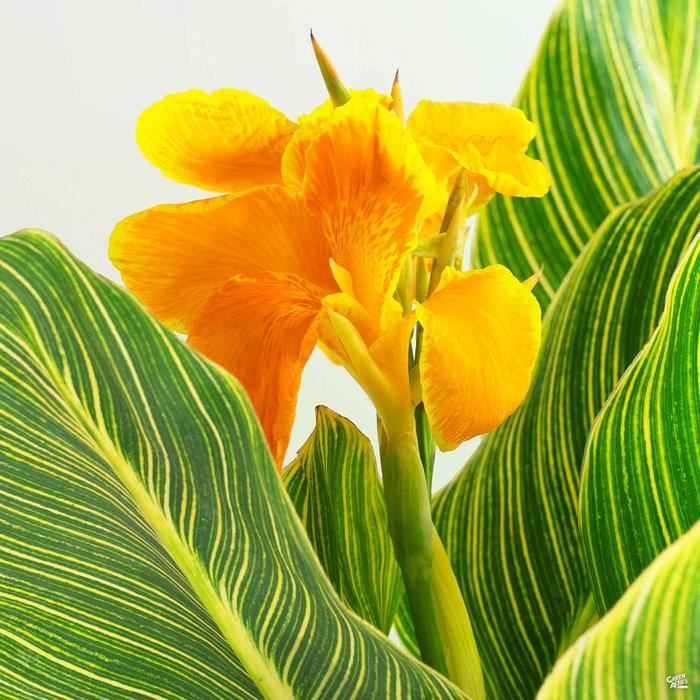 Canna Tropic Gold (Wurzel) Kaufen auf Ricardo