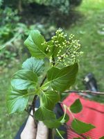 Kletterhortensie