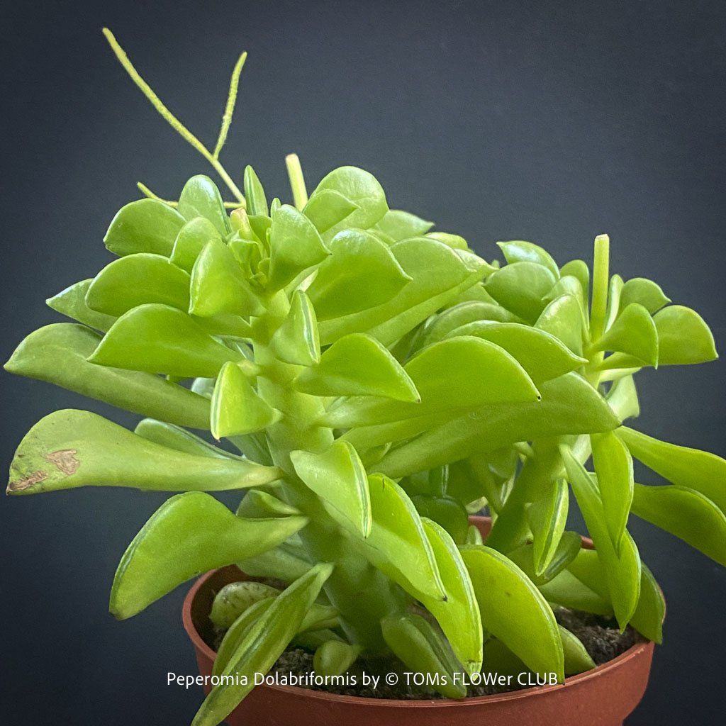 Pflanzen & Samen: Peperomia dolabriformis - "Prayer Pepper" – Neu und originalverpackt aus Adliswil von TAKEYOURPLANT 3