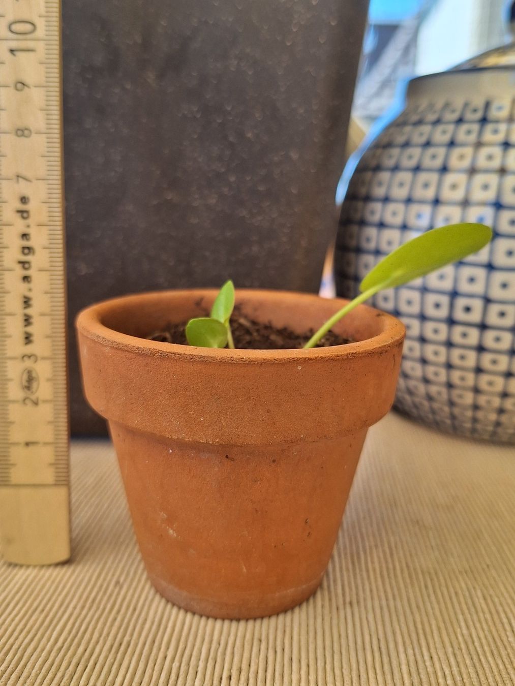 Pflanzen & Samen: Pilea Peperomioides, Ufopflanze – Gebraucht aus Zürich von riswa67 2
