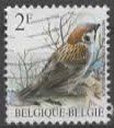 BELGIEN : MOINEAU FRIQUET RINGMOS / VOGEL  ( (15