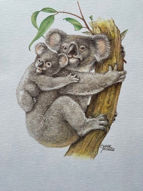 Foto & Immagini: KOALA BÄR KUNSTDRUCK – Nuovo (secondo la descrizione) da Honau venduto da sainj