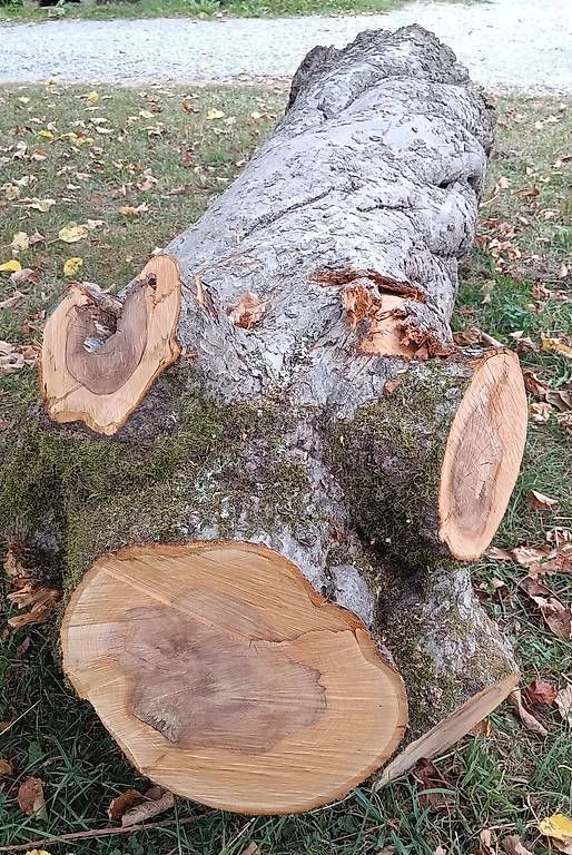 Holzartikel: Apfel Baumstamm 45x190 – Neu (gemäss Beschreibung) aus Effretikon von o.schoenholzer 2