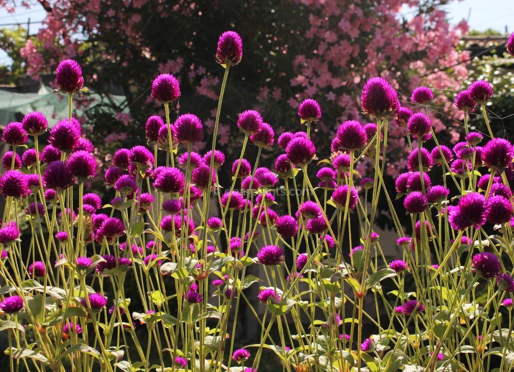 Piante & sementi: 50 Samen Kugelamarant Gomphrena CARMINE Samen – Nuovo (secondo la descrizione) da Ehrendingen venduto da VerveinaSamen 3