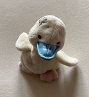 Küken Blue Nose