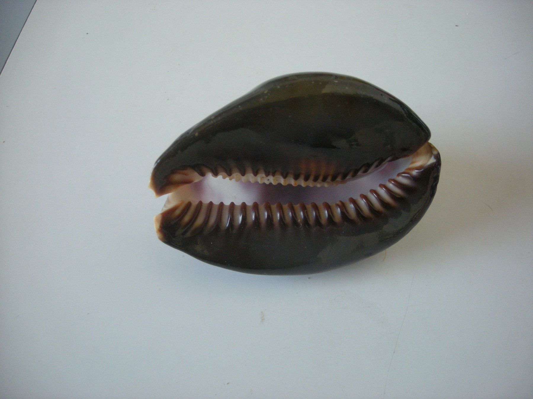 Fossili: Wunderschöne seltene "Cauri Muschel" etwa 8 cm – Usato da Spreitenbach venduto da Sniper8952 4