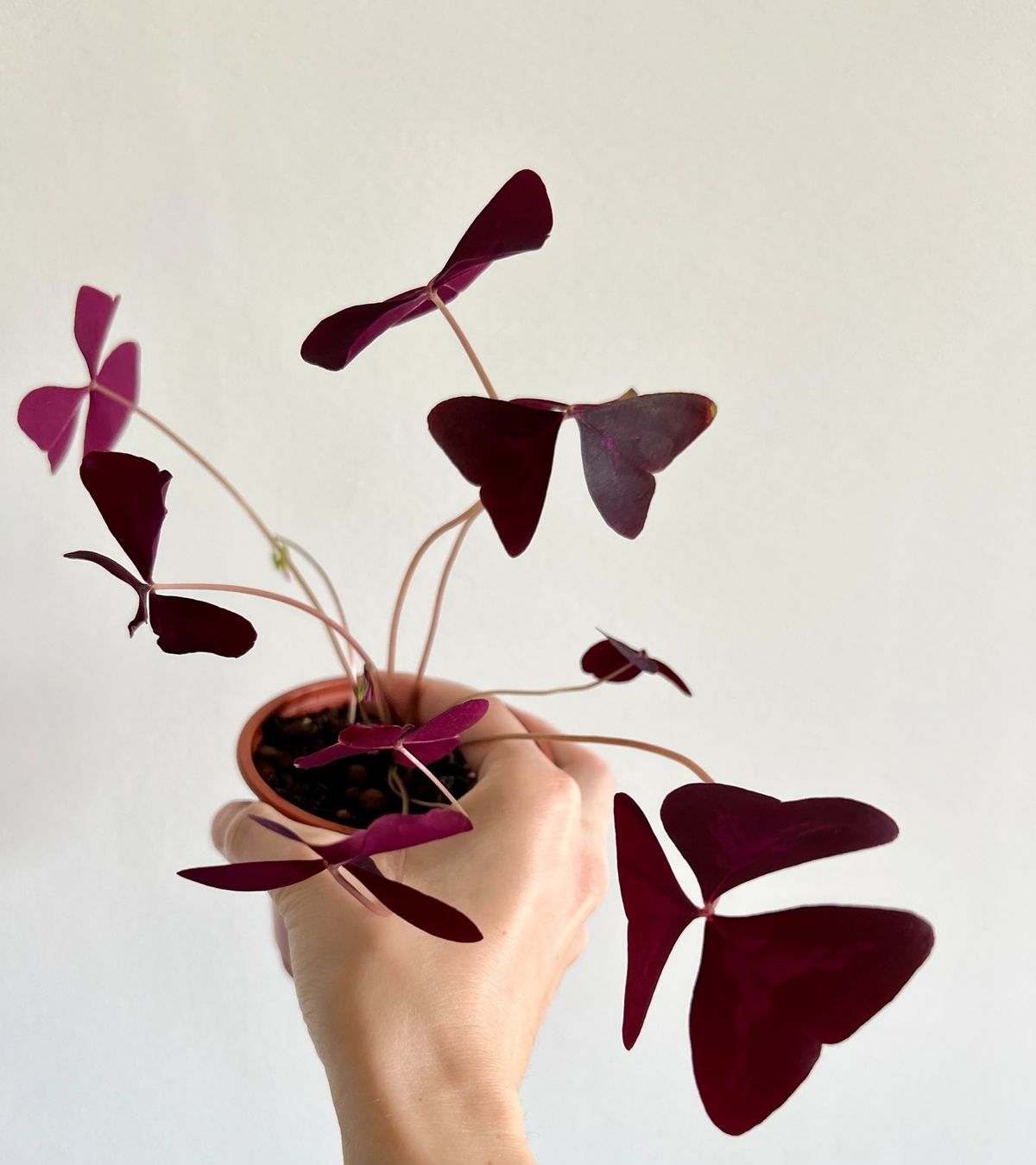 Pflanzen & Samen: Oxalis Triangularis, Roter Glücksklee – Gebraucht aus Glattpark(Opfikon) von ste_n99y 1