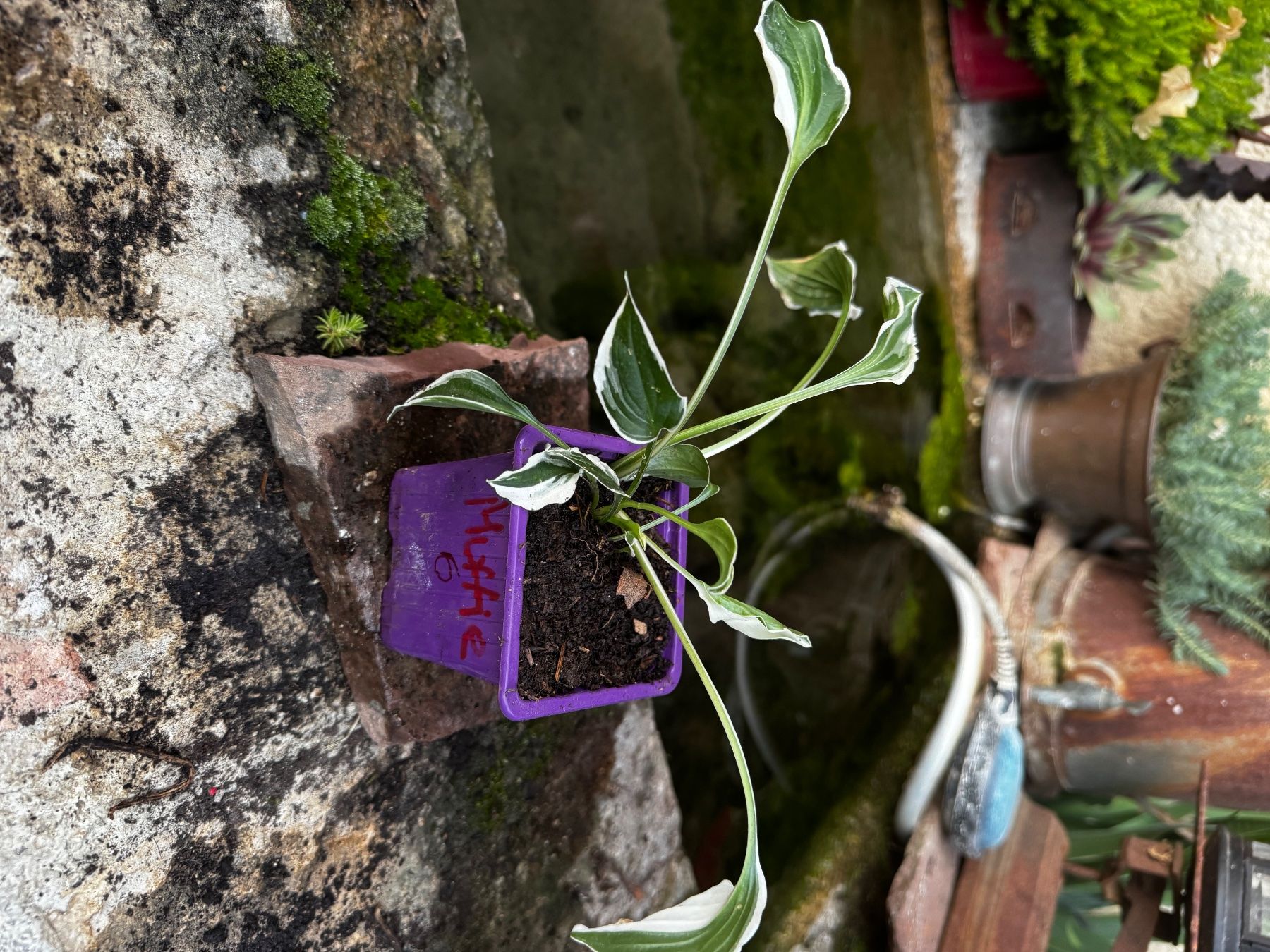 Plantes & graines: Hosta muffie – D'occasion à Lajoux JU par Briard0