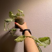 Scindapsus Peasun variegata