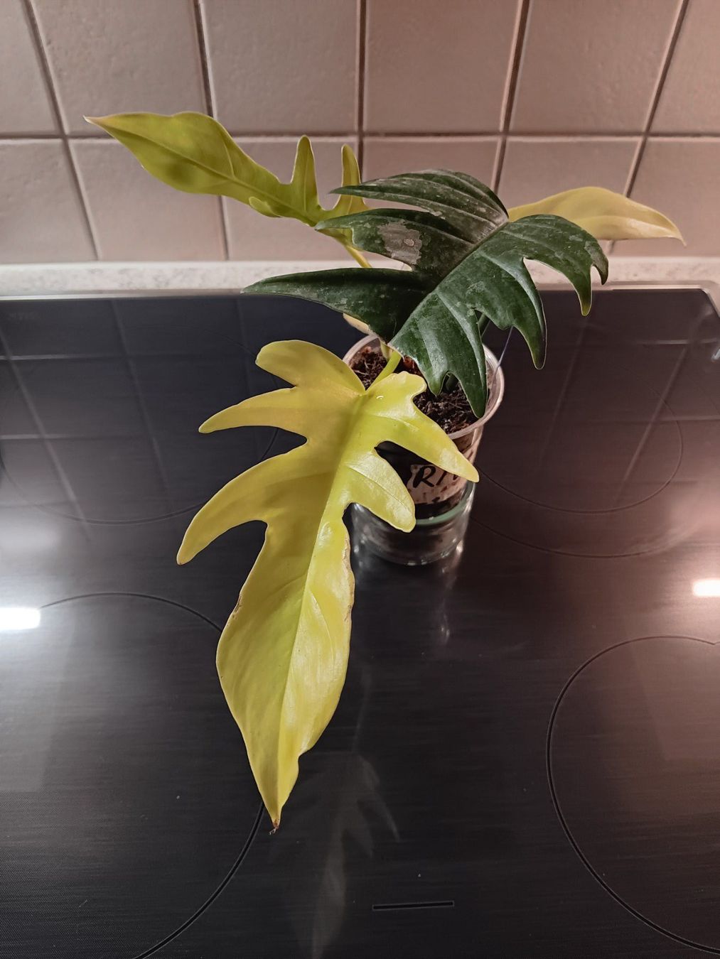 Piante & sementi: Philodendron Flotum Variegata – Usato da Neerach venduto da Pudelmax 1