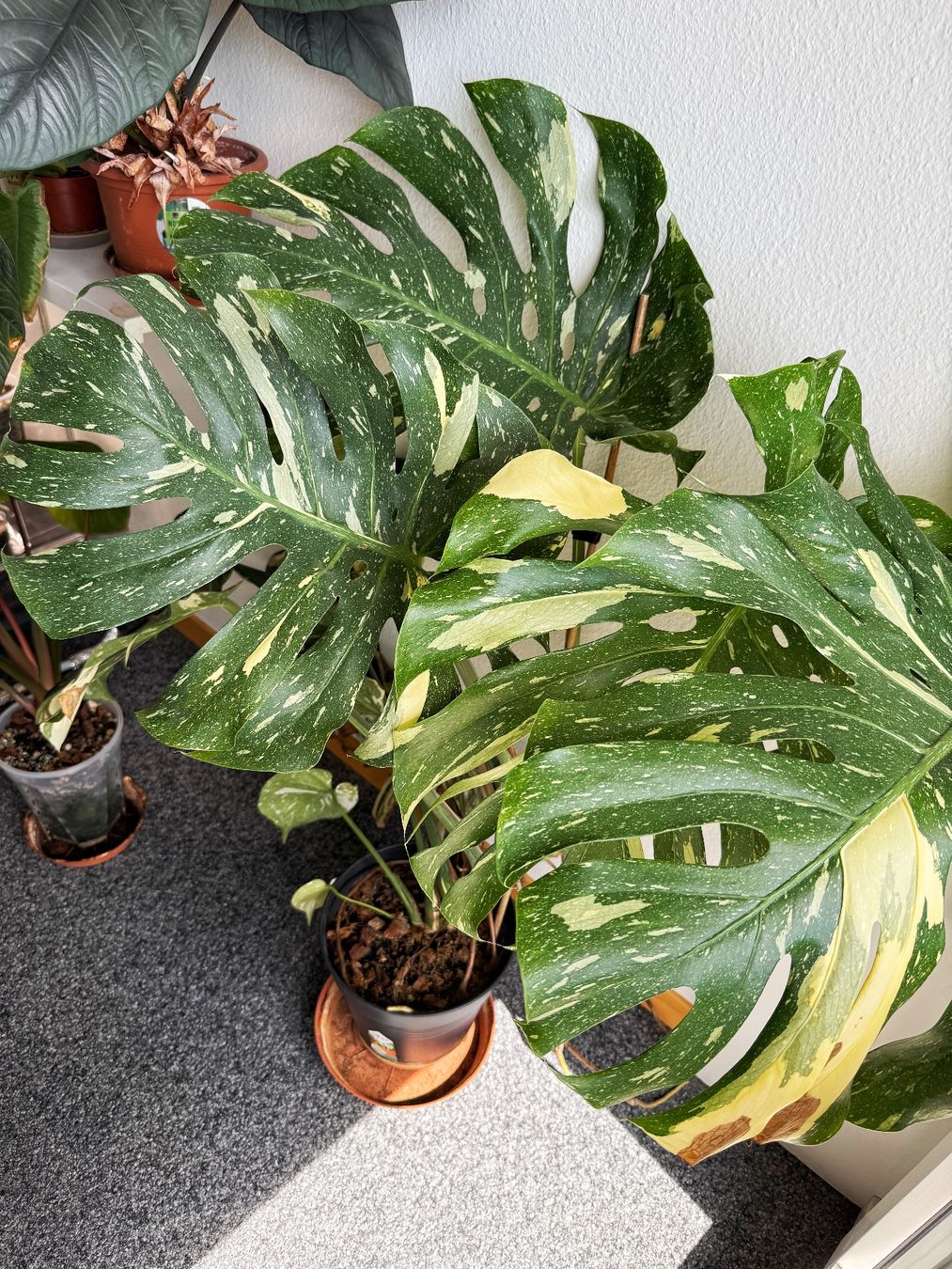 Piante & sementi: Monstera Thai Constellation (large established) – Nuovo (secondo la descrizione) da Bern venduto da plantlover_bern 2