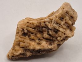 Fossile versteinerte Koralle – roh, (153)