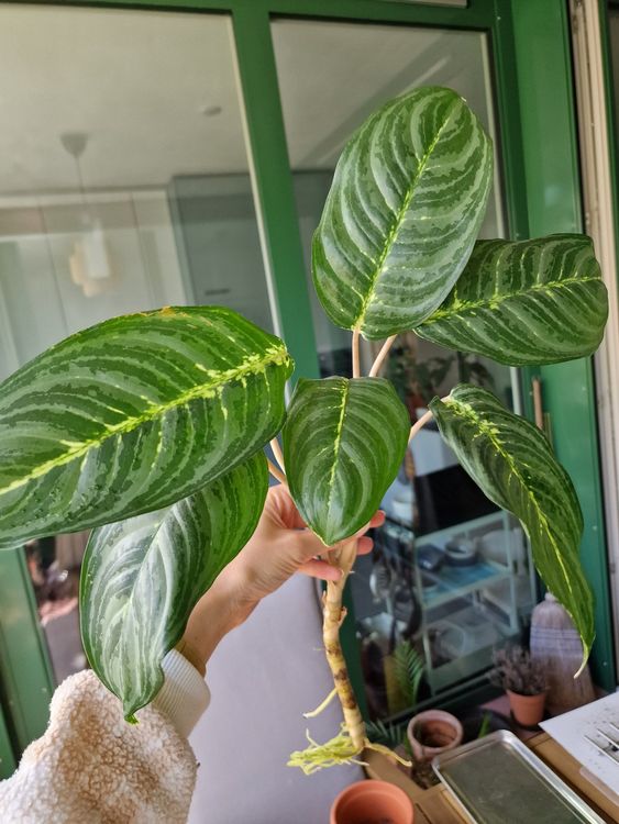 Setzling Zimmerpflanze Kolbenfaden Aglaonema Schlieren ZH Kaufen auf