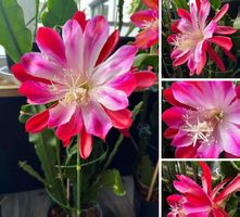 Epiphyllum „Floradora“ Blattkaktus Epicactus