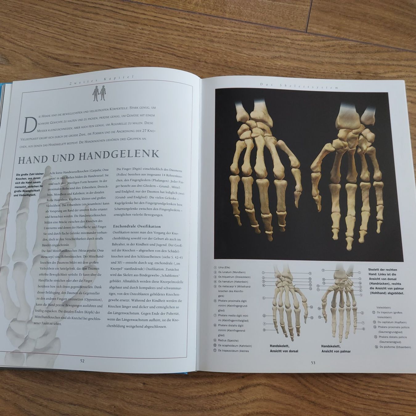 Bücher: Der 3D Anatomie Atlas – Gebraucht aus Läufelfingen von  2