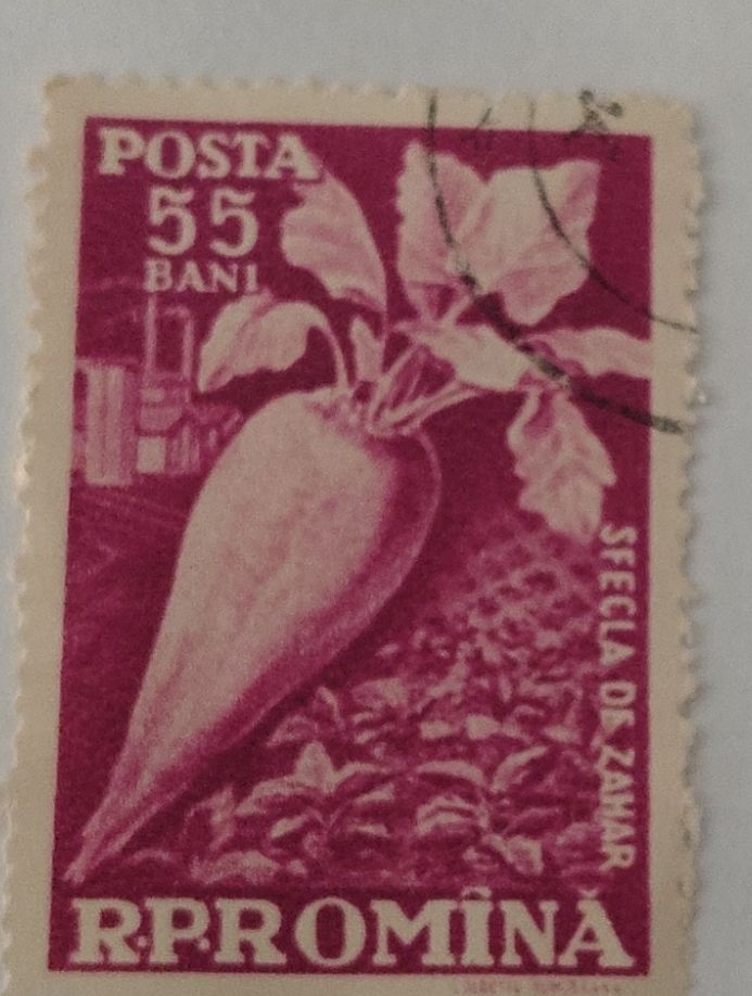 Alle Briefmarken: Timbre Roumanie 55 Bani Betterave Bonne Condition – Gebraucht aus Puidoux von Sophia70