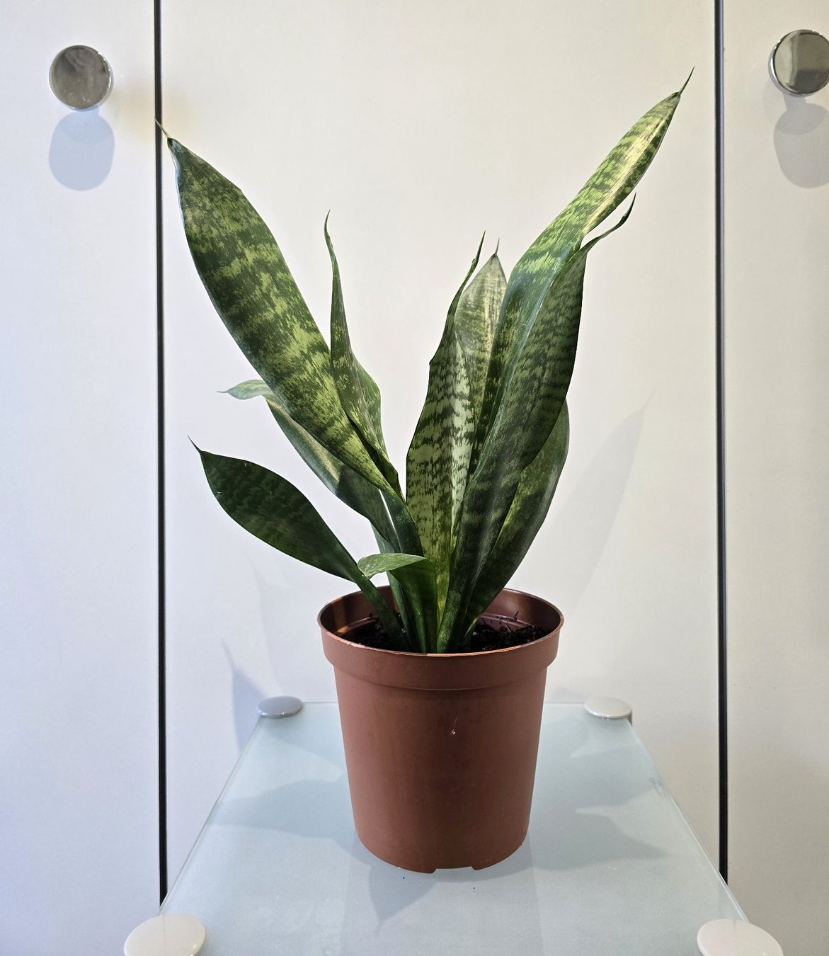 Piante & sementi: Pflanze Sansevieria / Bogenhanf 47 cm – Usato da Oetwil an der Limmat venduto da dhantal 9