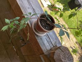 Wilder Wein, Prächtige Pflanze, für Pergola u.s.w ab Fr. 1.-