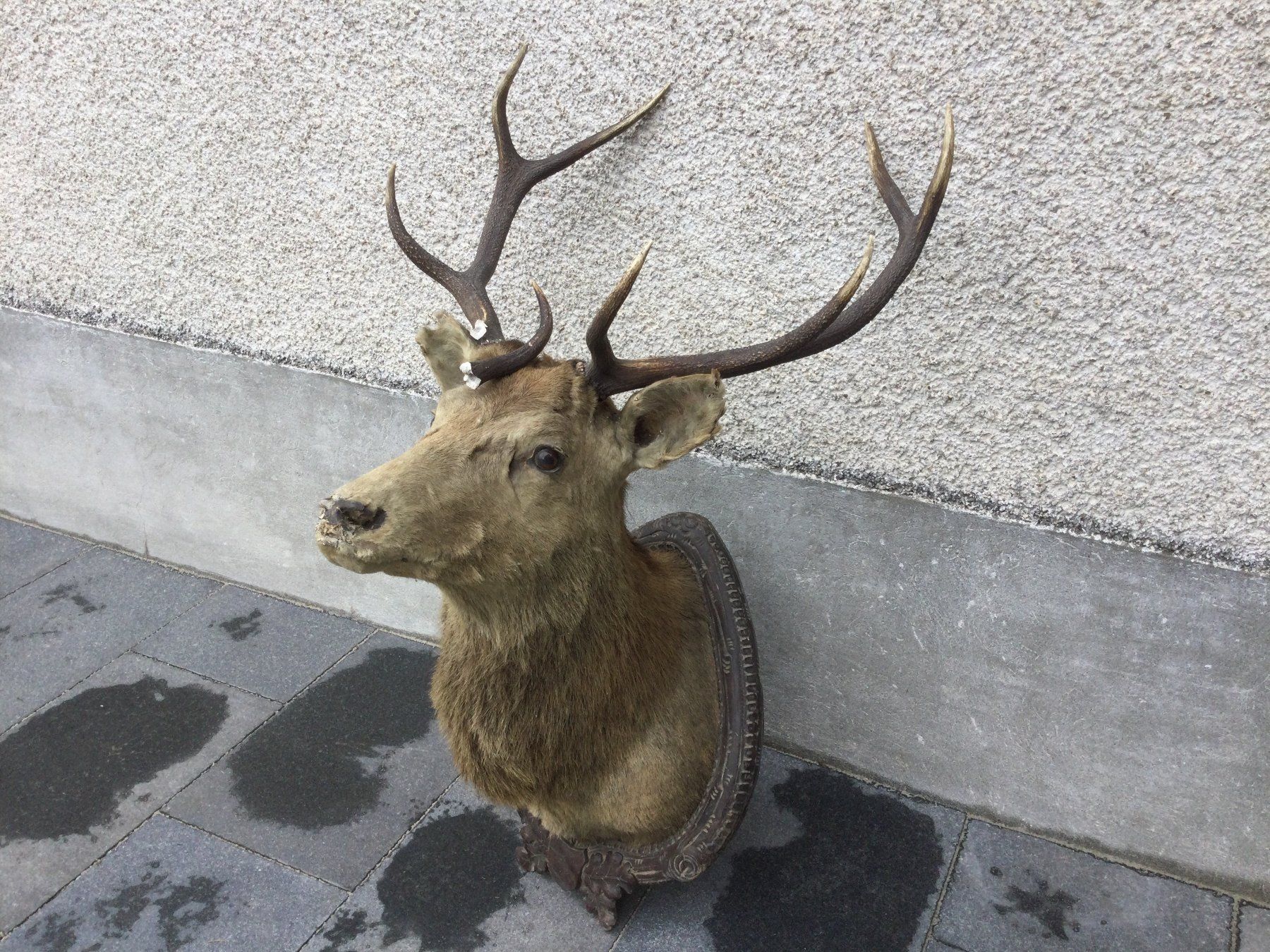 Il mondo degli animali: Antiker defekter ausgestopfter Hirschkopf mit Geweih – Difettoso da Wangen SZ venduto da kuriosum12 6