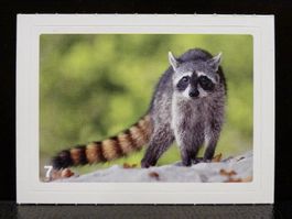 MIGROS MANIA Nature Detectives Nr. 7
