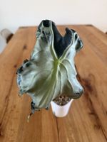 Rhizom Alocasia Venom