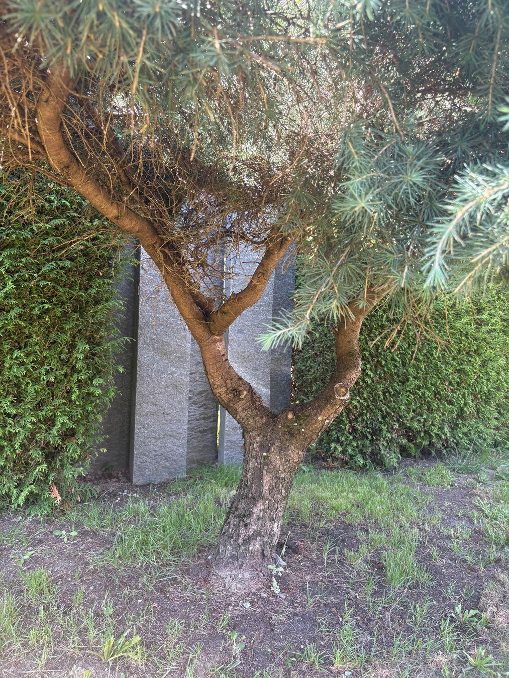 Piante & sementi: Blaue Atlaszeder cedrus atlantica pendula – Usato da Oftringen venduto da SCHIBLI1 3