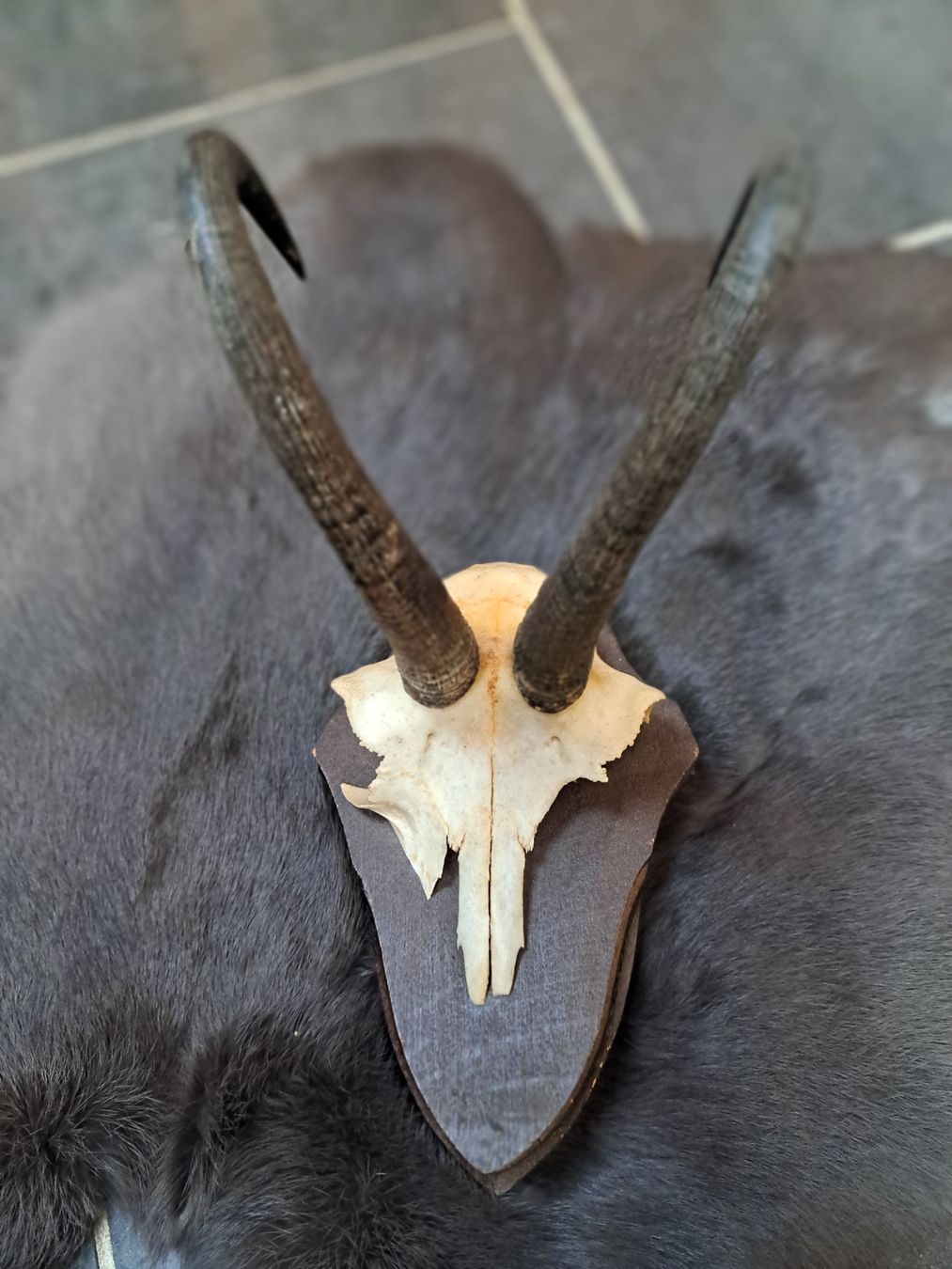 Sonstiges zum Sammeln & Seltenes: Gamsbock Trophäe – Gebraucht aus Obergoldbach von chr_cbp5